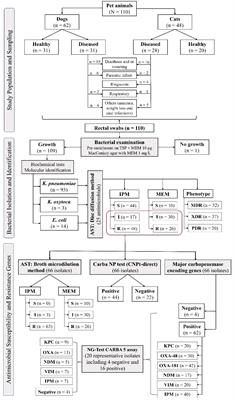 Emergence of pandrug-resistant carbapenemase-producing Enterobacterales in dogs and cats: a cross-sectional study in Egypt